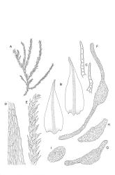 Image: R.C. Wagstaff © Landcare Research 2014 